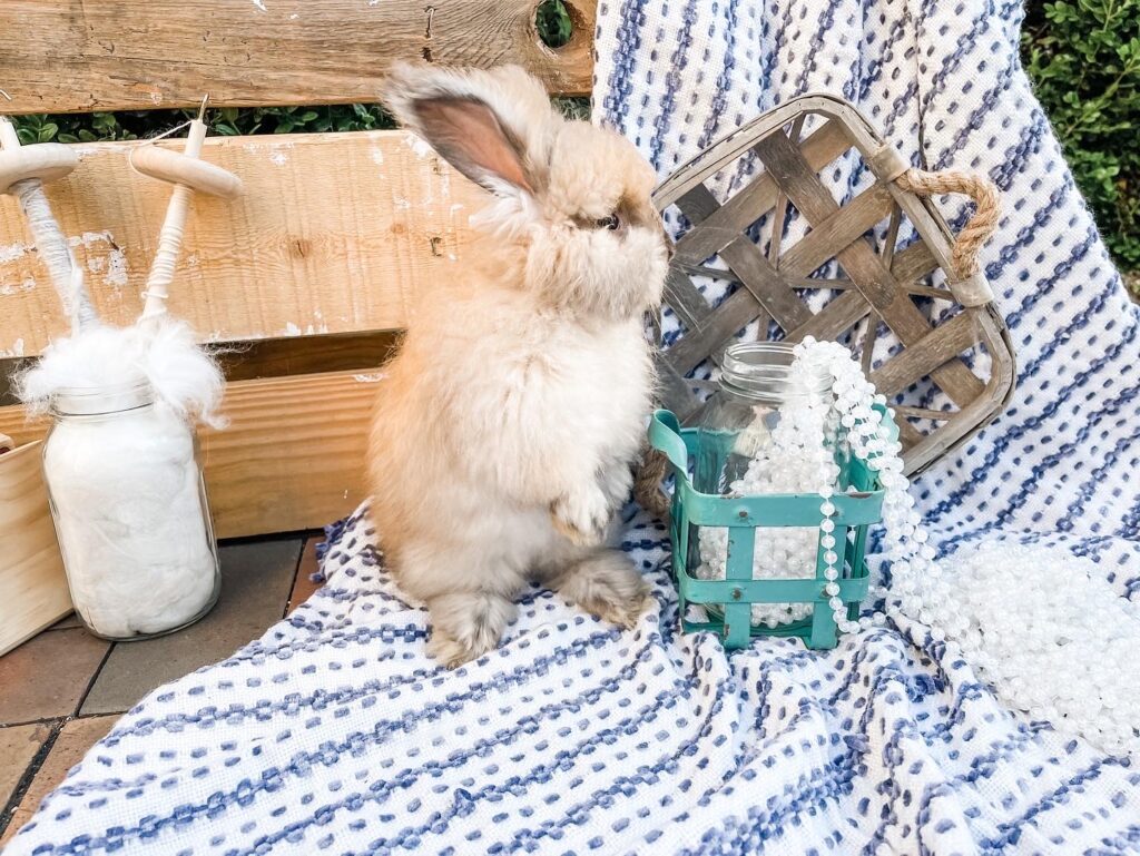 angora dwarf rabbit