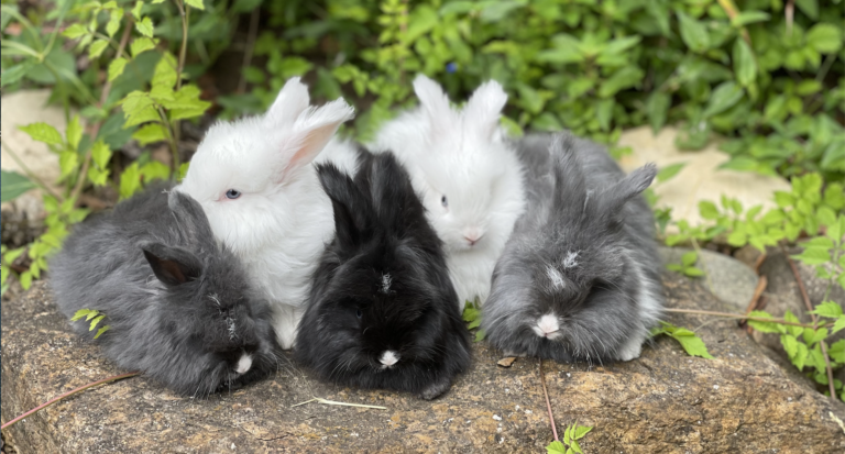 english angora bunnies