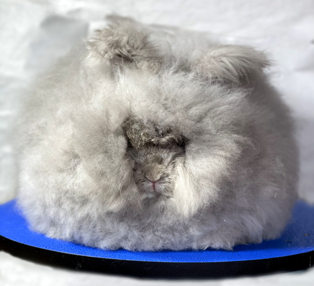 English Angora bunny coat