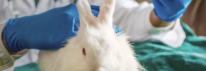rabbit vent disease