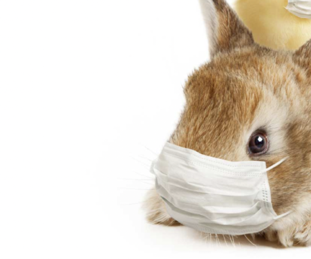 CBB Rabbit Quarantine