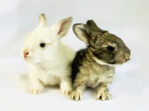 Broken Agouti and Agouti young bunny kits.