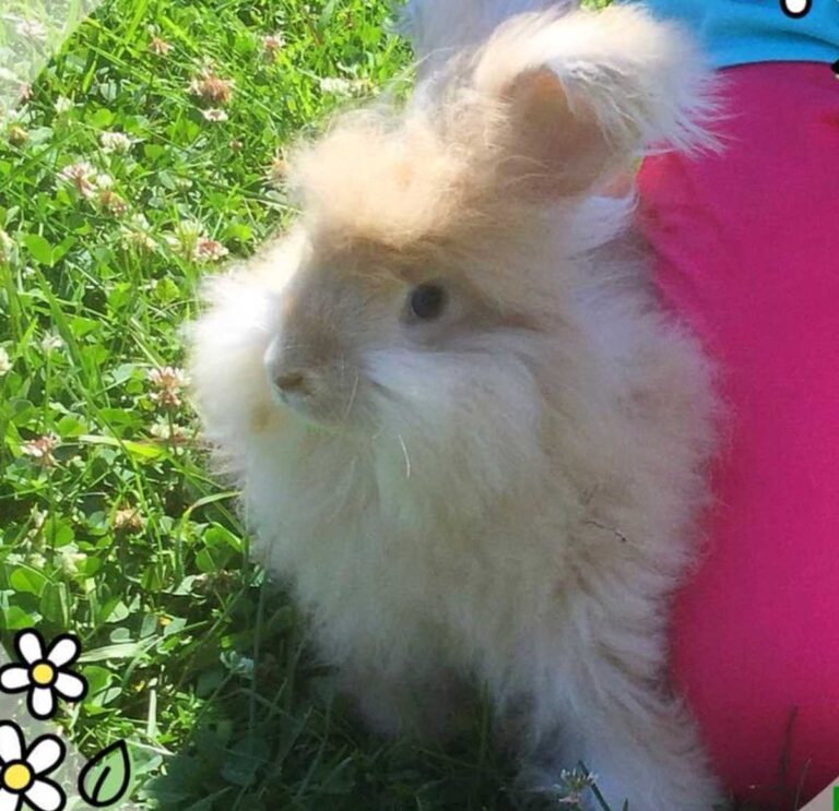 Cream English Angora