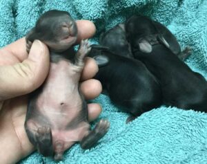 newborn chestnut agouti english angora bunny