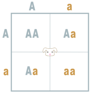 punnet square for rabbit genetics