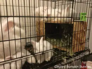 Country Bumpkin Bunnies