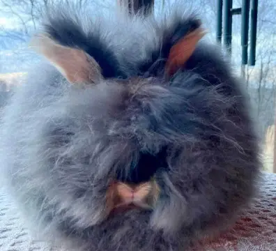 blackotterjr