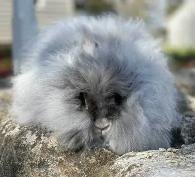 blueottersenior