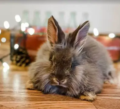 chocoalteotterjr