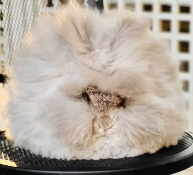 chocolatechinchilla