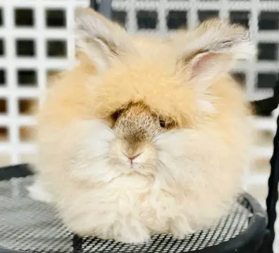 chocolatefox