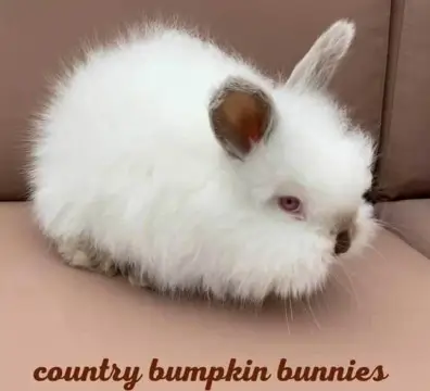 chocolatepointedwhite