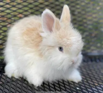 fawnvm