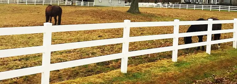 horses
