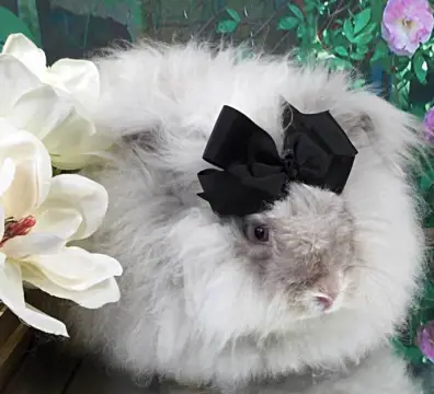 lilacchinchilla