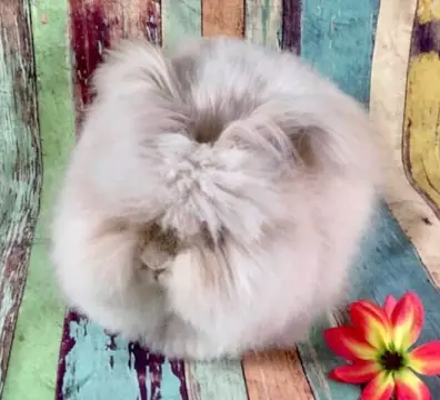 lilacfox