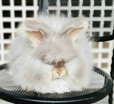 lilacotter