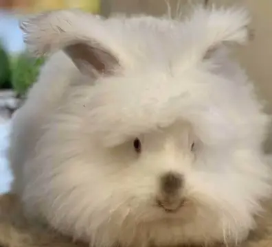 lilacpointedwhite