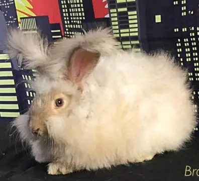 lynxsenior