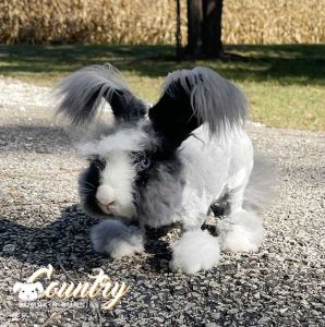 minisplash cbb 2 10 25 a1