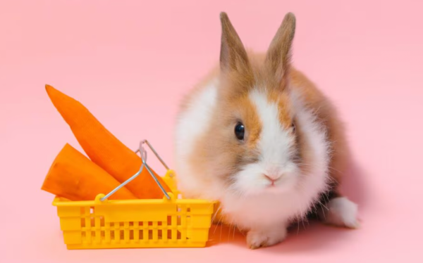 Screen Shot 2024 04 05 at 7.10.56 PM