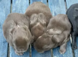 chocolateselfkits (1)