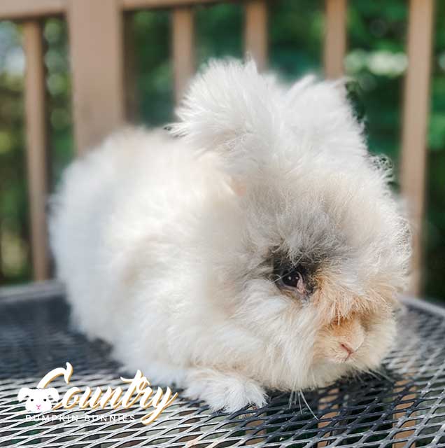 doodle cbb 5 26 25 a1