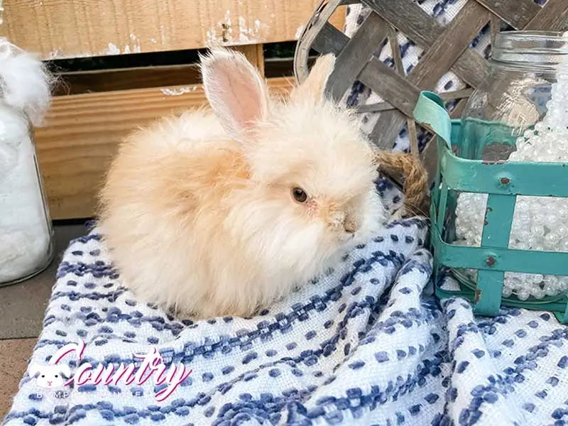 quinoa potato b1 8 18 22