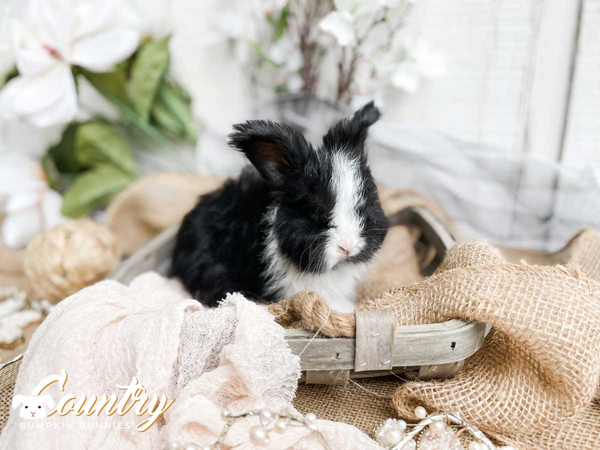 Purchase Contract - Country Bumpkin Bunnies