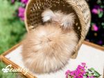 cinnabon jasper a3 8 5 25