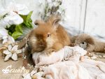 cinnabon jasper e3 7 14 25