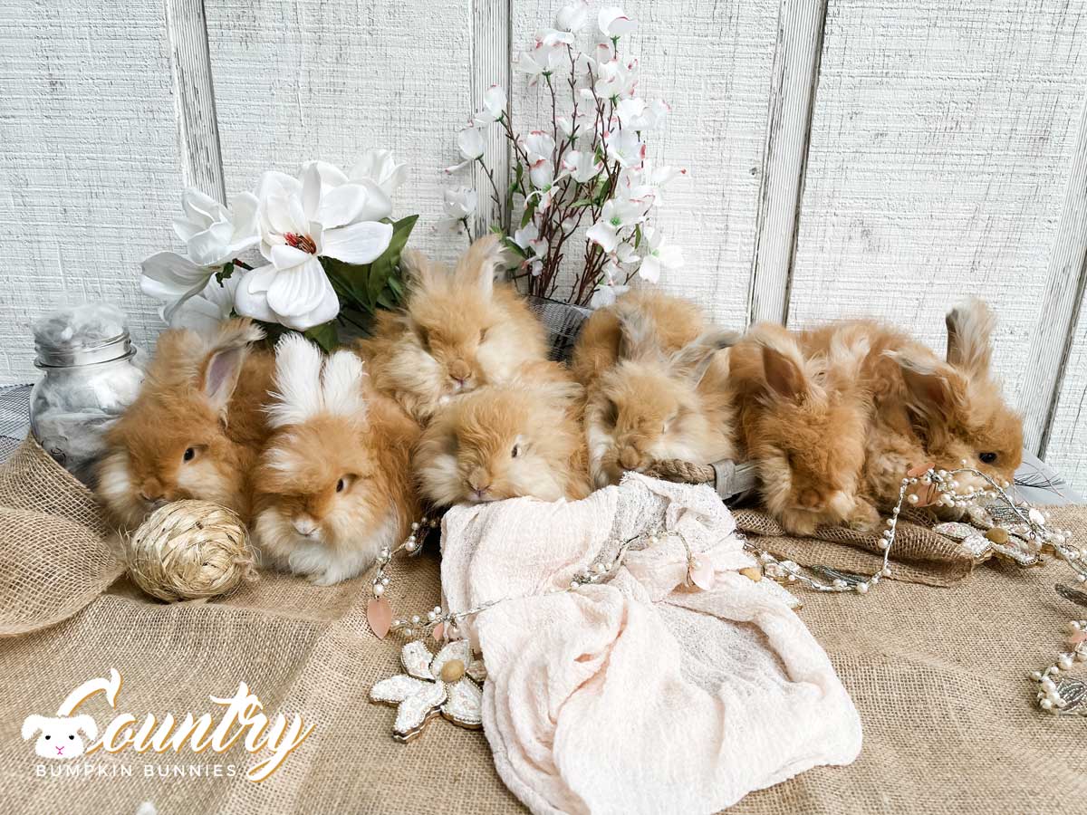 cinnabon jasper litter 7 14 25 cinnabon jasper litter 7 14 25