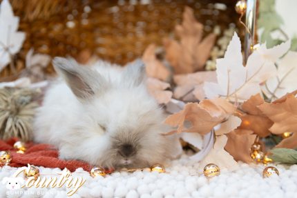 CBB 20251018 marshmallow 1