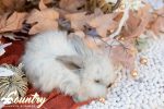 CBB 20251018 marshmallow 2