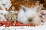 CBB 20251018 marshmallow 3