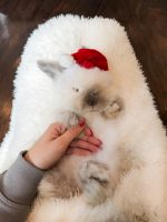 equator princelouie b1 12 8 25