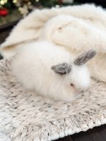 equator princelouie b2 12 8 25