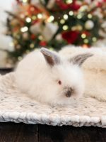 equator princelouie b3 12 8 25