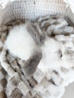 equator princelouie frosty3 1 26 25