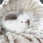 equator princelouie frosty4 1 26 25