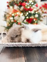 equator princelouie litter 12 8 25