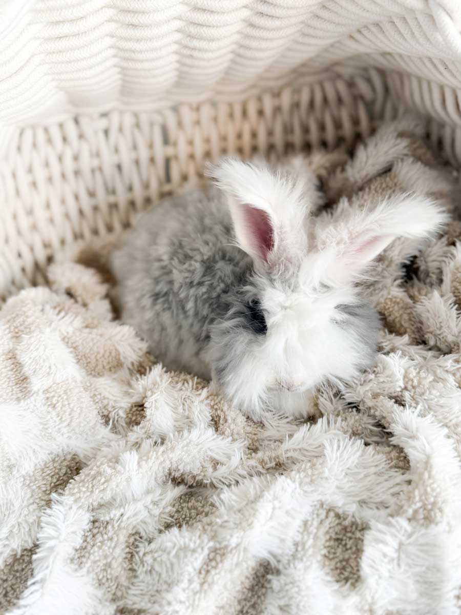 Bun Jovi