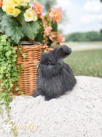 carrots iceicebaby astroid1 6 08 26