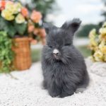 carrots iceicebaby astroid3 6 08 26