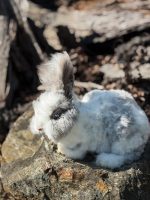 carrots licorice lulu1 3 20 26