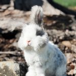 carrots licorice lulu2 3 20 26