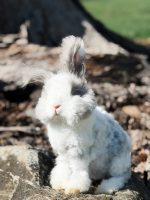 carrots licorice lulu2 3 20 26