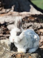 carrots licorice lulu3 3 20 26