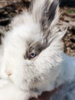 carrots licorice lulu4 3 20 26