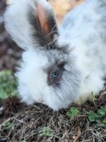 carrots licorice lulu 3 20 26